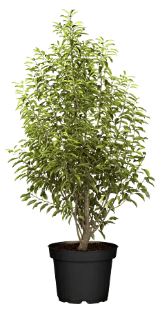 Piardino Portugiesische Lorbeerkirsche Angustifolia - Prunus lusitanica  'Angustifolia', Topfgre: 23 cm online kaufen bei BAUHAUS