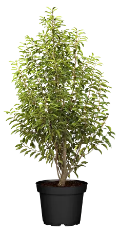 thuja orientalis aurea Thuja orientalis main image 1