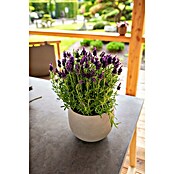 Piardino Schopflavendel (Lavandula stoechas, Topfgröße: 18 cm, Violett)