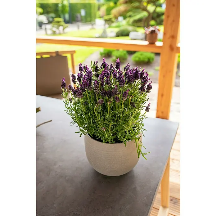 Piardino Schopflavendel - Lavandula stoechas, Topfgröße: 18 cm, Violett - Die Nahaufnahme zeigt einen Lavendelbusch mit lila Blüten in einem Topf auf einem Tisch. Im Hintergrund ist ein Garten zu sehen.
