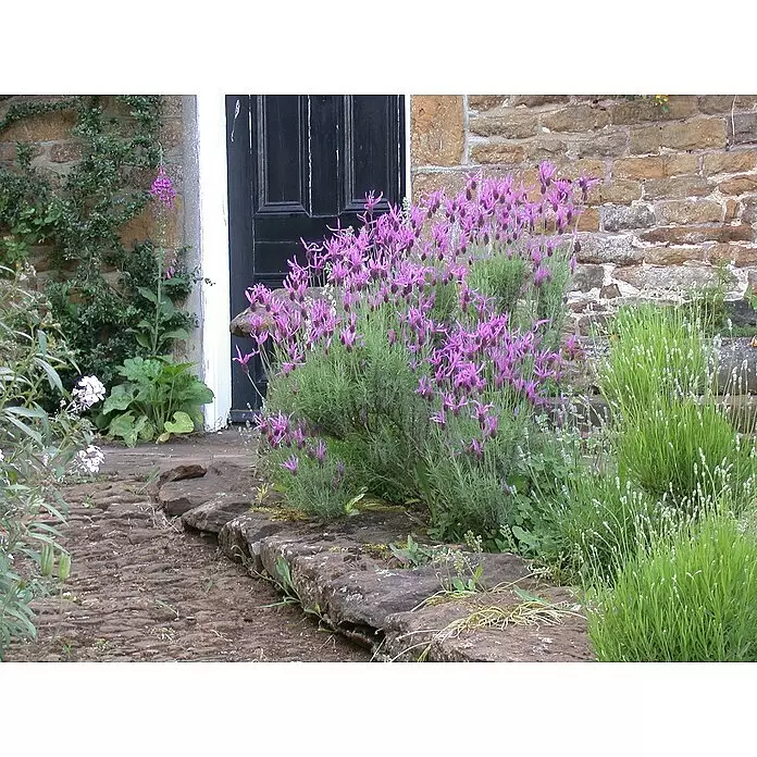 Piardino Schopflavendel - Lavandula stoechas, Topfgröße: 18 cm, Violett - Lila Lavendelpflanzen blühen neben einer dunklen Tür und Steinmauer.