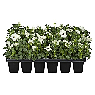 Piardino Hornveilchen 10er Clayette (Viola cornuta, Sortenabhängig, 10 Stk.)