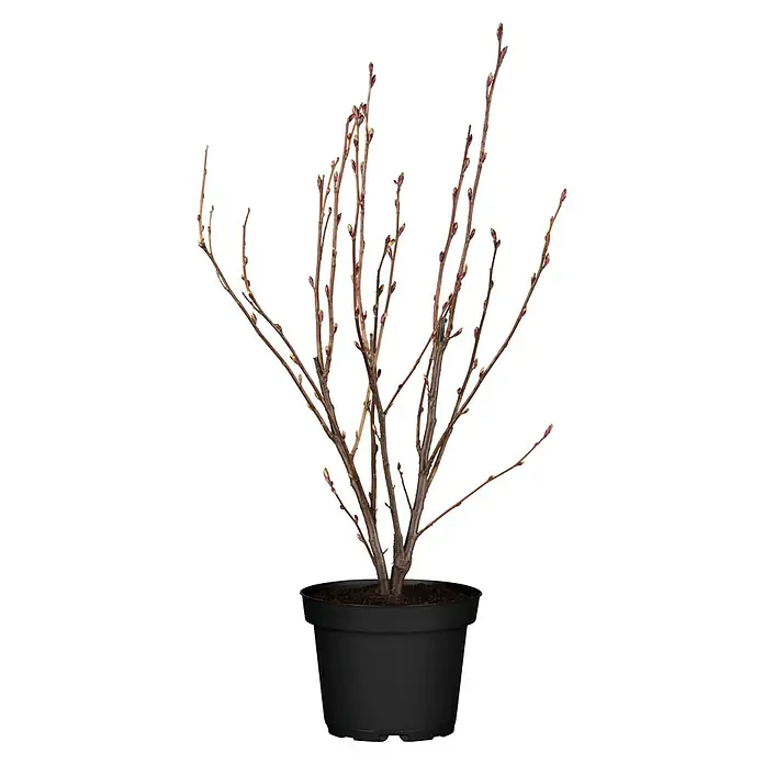 Blutjohannisbeere - Ribes sanguineum, Blütenfarbe: Rosa - Detaillierte Aufnahme einer Topfpflanze mit feinen, braunen Zweigen und kleinen Knospen, die auf einem schwarzen Hintergrund steht.