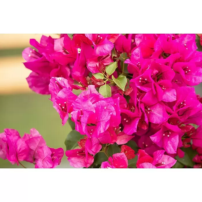 Piardino Drillingsblume Spalier - Bougainvillea glabra, Topfgröße: 21 cm - Lebhaft pinkfarbene Bougainvillea-Blüten in voller Pracht.