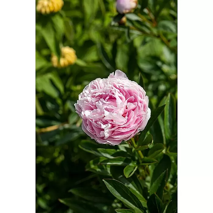 Piardino Pfingstrose mit Knospen - Paeonia lactiflora, Blütenfarbe: Sortenabhängig - Eine leuchtend rosa Pfingstrose mit vielen zarten Blütenblättern, teilweise geöffnet.