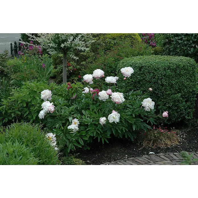 Piardino Pfingstrose mit Knospen - Paeonia lactiflora, Blütenfarbe: Sortenabhängig - Ein üppiges Beet voller blühender Pfingstrosen in zarten Weiß- und Rosatönen, umgeben von sattem Grün.