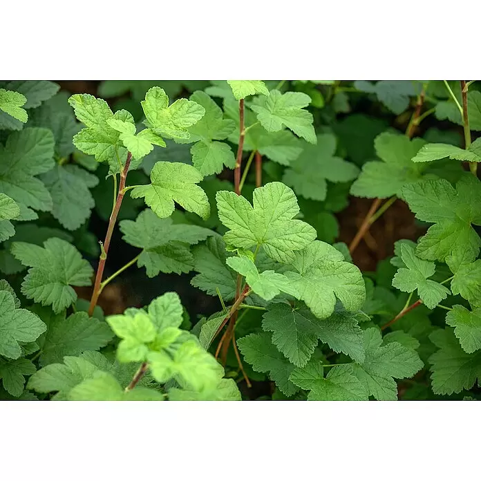 Blutjohannisbeere - Ribes sanguineum, Blütenfarbe: Rosa - Nahaufnahme von leuchtend grünen Pflanzenblättern mit gezackten Rändern und rötlichen Stielen, die einen dichten Busch bilden.