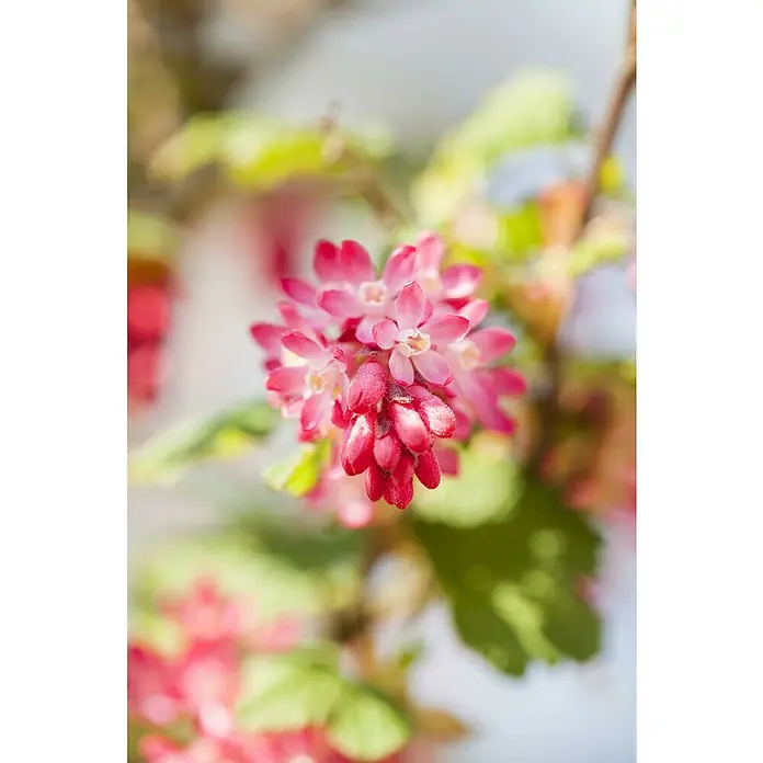 Blutjohannisbeere - Ribes sanguineum, Blütenfarbe: Rosa - Nahaufnahme einer Traube rosa blühender Johannisbeeren, die ihre zarte Schönheit und ihren Charme in leuchtenden Farbtönen zeigt.