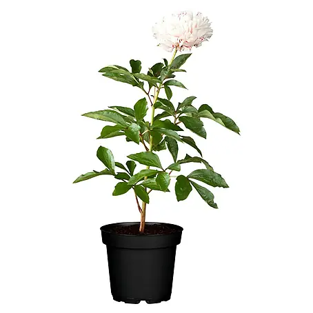 Piardino  Pfingstrose mit Knospen