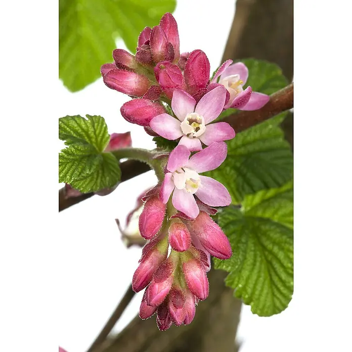 Blutjohannisbeere - Ribes sanguineum, Blütenfarbe: Rosa - Zarte, rosafarbene Blüten einer Johannisbeere im Detail. Die Blütenblätter sind zart und die Knospen noch geschlossen.