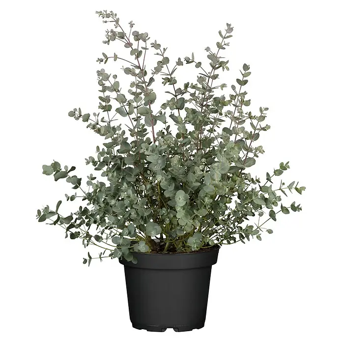 Piardino Eukalyptus - Eucalyptus gunnii, Topfgröße: 19 cm - Eucalyptus gunnii 'Azura' im Topf. Die Pflanze hat blaugrüne Blätter und rötliche Stiele und ist eine attraktive Zimmerpflanze für jeden Raum.