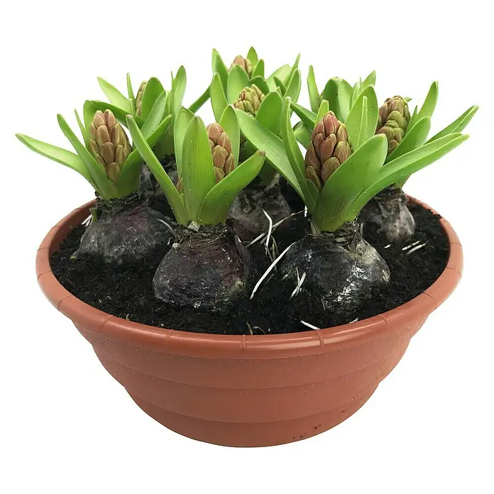 Piardino Frühlingsblumenzwiebeln in Schale - verschiedene Arten & Sorten, Topfgröße: 19 cm - Hyazinthenzwiebeln in einem Terrakotta-Topf, bereit zur Blüte. Die Blumenzwiebeln sind dicht gepflanzt und von Erde bedeckt.