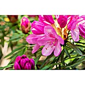 Rhododendron pontica5 Graziella