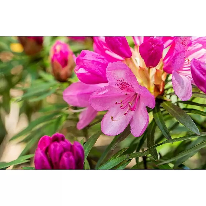 Rhododendron - Rhododendron pontica 'Graziella', Topfvolumen: 5 l, Blütenfarbe: Violett - Leuchtend rosa Rhododendronblüten in voller Blüte mit sichtbaren Staubgefäßen und sich entwickelnden Knospen.
