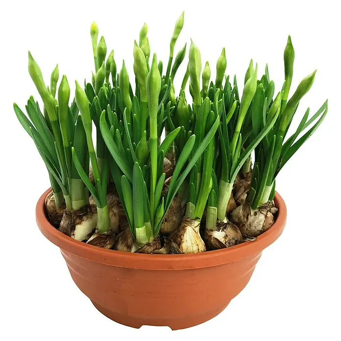 Piardino Frühlingsblumenzwiebeln in Schale - verschiedene Arten & Sorten, Topfgröße: 19 cm - Ein Topf voller blühender Narzissenzwiebeln, die in einem Terrakottatopf gepflanzt wurden. Die Blüten sind noch geschlossen und versprechen eine reiche Blüte.