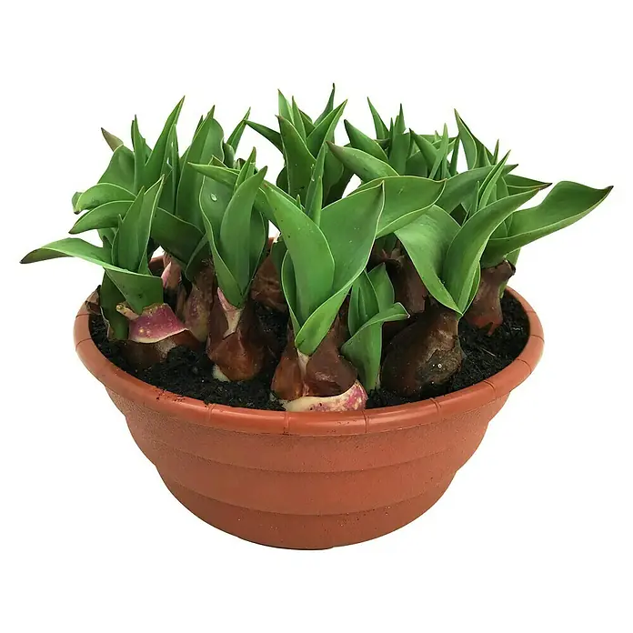 Piardino Frühlingsblumenzwiebeln in Schale - verschiedene Arten & Sorten, Topfgröße: 19 cm - Nahaufnahme von Tulpenzwiebeln in einem terrakottafarbenen Topf, die grüne Triebe zeigen, vor einem dunklen Hintergrund.