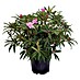 Piardino Rhododendron 