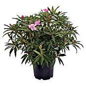 Rhododendron pontica5 Graziella
