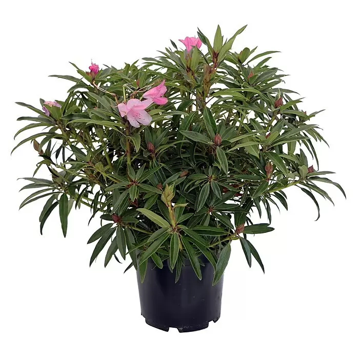 Piardino Rhododendron - Rhododendron 'Graziella', Blütenfarbe: Rosa - Vorderansicht