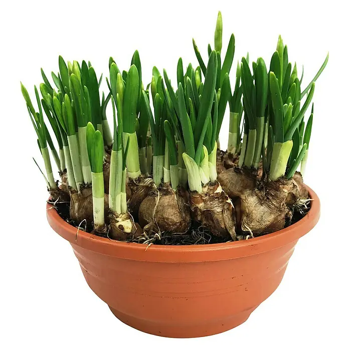 Piardino Frühlingsblumenzwiebeln in Schale - verschiedene Arten & Sorten, Topfgröße: 19 cm - Frische Narzissenzwiebeln treiben in einem Terrakottatopf aus. Die Pflanze ist bereit, im Frühling zu blühen.
