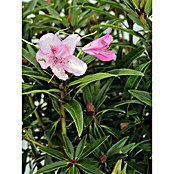 Rhododendron pontica5 Graziella