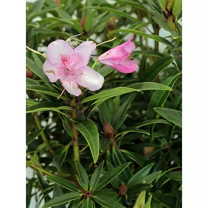 Piardino Rhododendron - Rhododendron 'Graziella', Blütenfarbe: Rosa - Stimmungsaufnahme