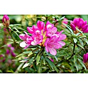 Rhododendron pontica5 Graziella