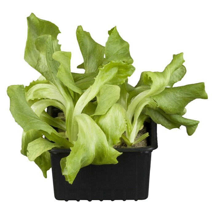 Piardino Kopfsalat BioLactuca sativa var. capitata, Erntezeit: April - Oktober Front View