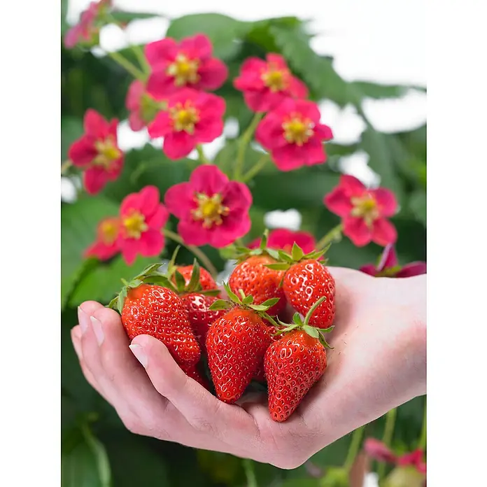 Piardino Erdbeere - Fragaria x ananassa 'Toscana' F1, Erntezeit: Juni - Eine Handvoll leuchtend roter Erdbeeren, frisch gepflückt und bereit zum Genießen, vor einem Hintergrund blühender Erdbeerpflanzen.