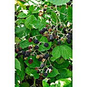 Piardino Brombeere (Rubus fruticosus 'Early Navaho', Topfgröße: 17 cm, Erntezeit: Juli) | BAUHAUS