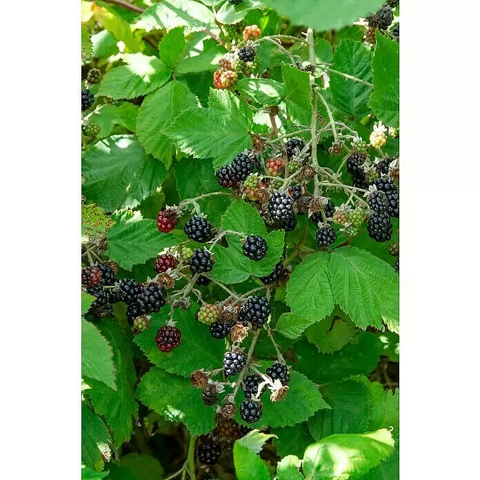 Piardino Brombeere - Rubus fruticosus 'Early Navaho', Topfgröße: 17 cm, Erntezeit: Juli - Brombeeren in verschiedenen Reifestadien, von grün und rot bis reif schwarz, an einem dornigen Busch wachsend.