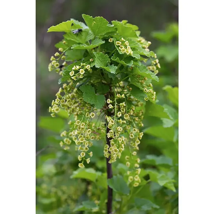 Piardino Schwarze Johannisbeere - Ribes nigrum 'Ben Nevis', Topfgröße: 19 cm, Erntezeit: Juli - Nahaufnahme einer blühenden Johannisbeere mit zarten, grünlichen Blüten und frischen Blättern, die die Schönheit der Natur zeigt.