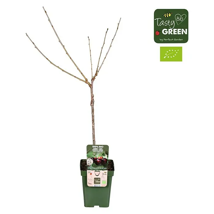 Tasty Green Süßkirschbaum Bio - Prunus avium 'Regina', Topfgröße: 23 cm, Erntezeit: August - Bio-Kirschbaum der Marke Tasty Green im Topf, ideal für den Garten oder Balkon. Die jungen Kirschbäume sind eine tolle Ergänzung für jeden Garten.