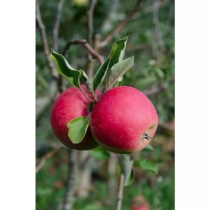 Tasty Green Apfelbaum Bio - Malus domestica 'Elstar', Topfgröße: 23 cm, Erntezeit: September - Detailaufnahme