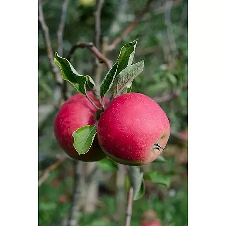Tasty Green  Apfelbaum Bio