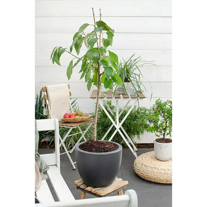 Tasty Green Süßkirschbaum Bio - Prunus avium 'Regina', Topfgröße: 23 cm, Erntezeit: August - Ein schlanker Baum in einem anthrazitgrauen Topf ziert die Terrasse, umgeben von Gartenmöbeln und Pflanzen, die eine gemütliche Atmosphäre schaffen.