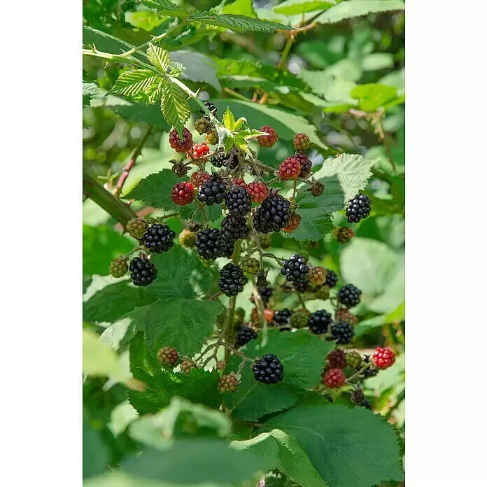 Piardino Brombeere - Rubus fruticosus 'Loch Ness', Topfgröße: 19 cm, Erntezeit: Juli - Brombeeren in verschiedenen Reifegraden an einem belaubten, dornigen Strauch.
