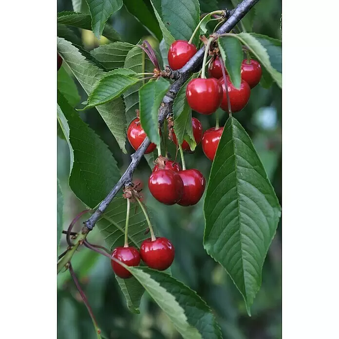 Tasty Green Süßkirschbaum Bio - Prunus avium 'Regina', Topfgröße: 23 cm, Erntezeit: August - Stimmungsaufnahme