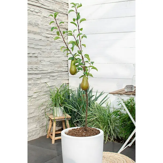 Tasty Green Birnenbaum Bio - Pyrus communis 'Gellerts Butterbirne', Topfgröße: 23 cm, Erntezeit: September - Ein Birnenbaum im Topf mit zwei reifen Birnen, ideal für Balkon oder Terrasse, bringt frisches Grün und köstliche Früchte.
