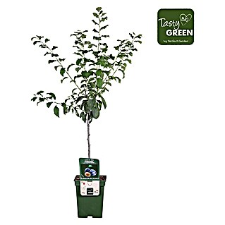 Tasty Green Pflaumenbaum Bio (Prunus domestica 'Hauszwetsche', Topfgröße: 23 cm, Erntezeit: August)