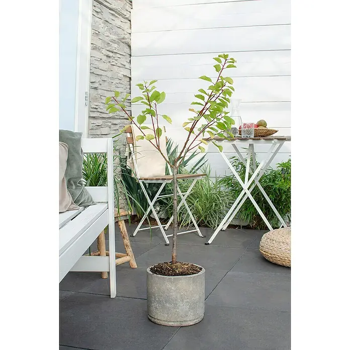 Birnenbaum Bio Zwergform - Pyrus communis, Topfvolumen: 5 l - Ein schlanker Baum mit grünen Blättern und roten Ästen in einem zementfarbenen Topf, der eine ruhige und natürliche Gartenszene ergänzt.