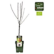 Tasty Green Birnenbaum Bio (Pyrus communis 'Gellerts Butterbirne', Topfgröße: 23 cm, Erntezeit: September) | BAUHAUS
