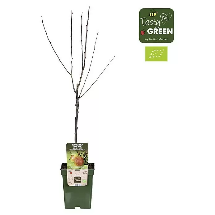 Tasty Green Birnenbaum Bio - Pyrus communis 'Gellerts Butterbirne', Topfgröße: 23 cm, Erntezeit: September - Vorderansicht