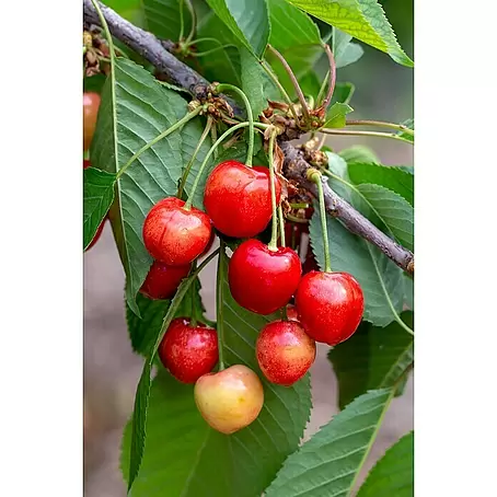Tasty Green  Süßkirschbaum Bio