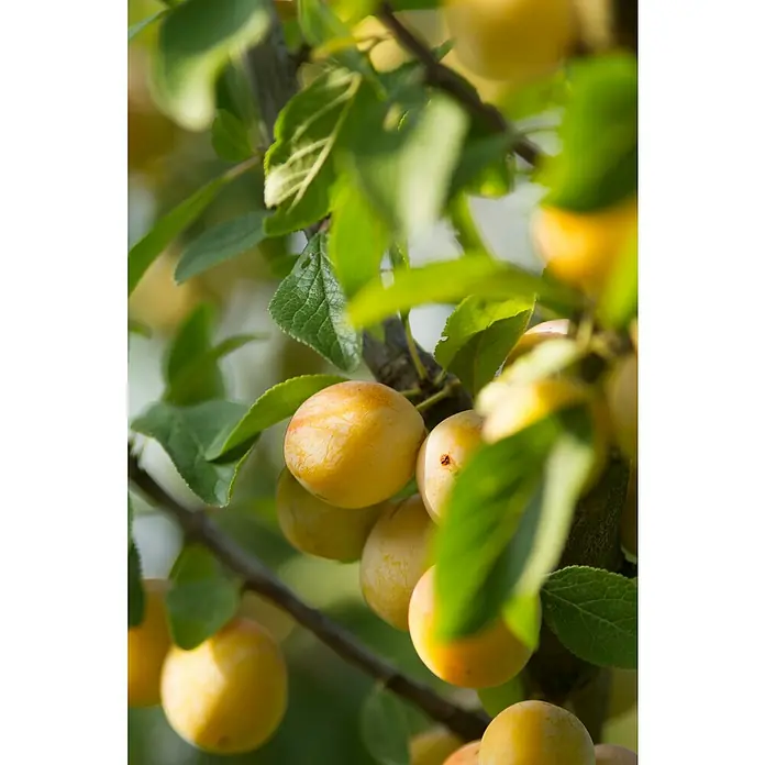 Tasty Green Pflaumenbaum BioPrunus domestica 'Reine-Claude Verte', Topfgröße: 23 cm, Erntezeit: September - Nahaufnahme von Mirabellen, die an einem Ast hängen, umgeben von grünen Blättern, die die Süße und Frische der Ernte betonen.