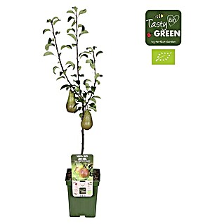 Tasty Green Birnenbaum Bio (Pyrus communis 'Bonne Louise', Topfgröße: 23 cm)