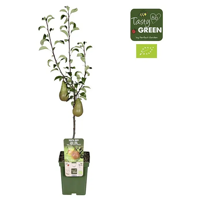 Tasty Green Birnenbaum Bio - Pyrus communis 'Gellerts Butterbirne', Topfgröße: 23 cm, Erntezeit: September - Eine Topfpflanze mit zwei grünen Birnen und dem "Tasty Green"-Logo, das die natürliche und biologische Qualität des Produkts hervorhebt.