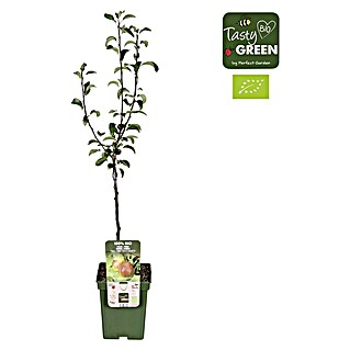 Tasty Green Birnenbaum Bio (Pyrus communis 'Bonne Louise', Topfgröße: 23 cm)