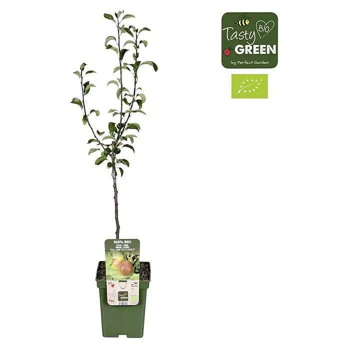 Tasty Green Birnenbaum Bio - Pyrus communis 'Gellerts Butterbirne', Topfgröße: 23 cm, Erntezeit: September - Bio-Birnenbaum der Marke Tasty Green im Topf, gekennzeichnet mit Bio-Siegeln. Ideal für den ökologischen Gartenbau und nachhaltigen Anbau.