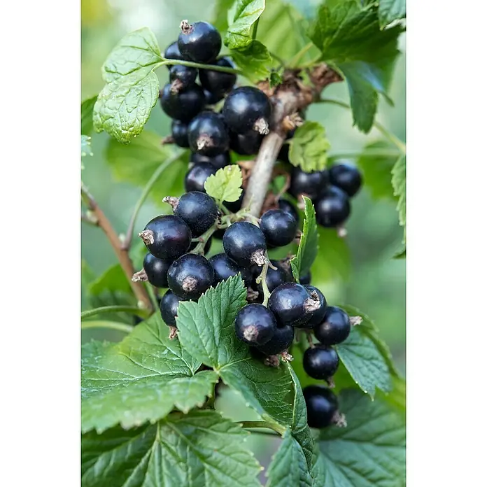 Piardino Schwarze Johannisbeere - Ribes nigrum 'Ben Nevis', Topfgröße: 19 cm, Erntezeit: Juli - Nahaufnahme von schwarzen Johannisbeeren, die an einem Strauch wachsen. Reife, saftige Früchte und grüne Blätter sind zu sehen.